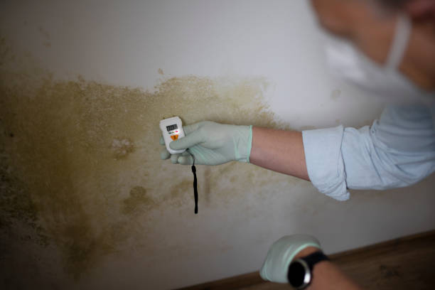 Best Toxic Mold Removal  in Kingman, AZ