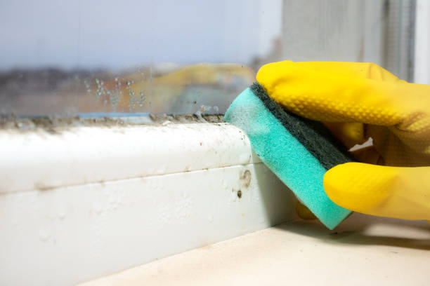 Best Affordable Mold Removal  in Kingman, AZ