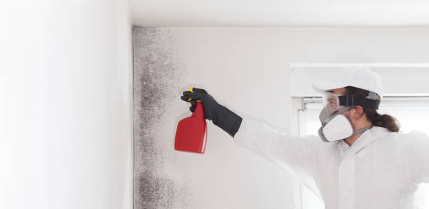 Mold Removal and Inspection in Kingman, AZ